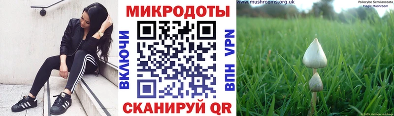 Галлюциногенные грибы Psilocybine cubensis  ОМГ ОМГ tor  Красный Кут 
